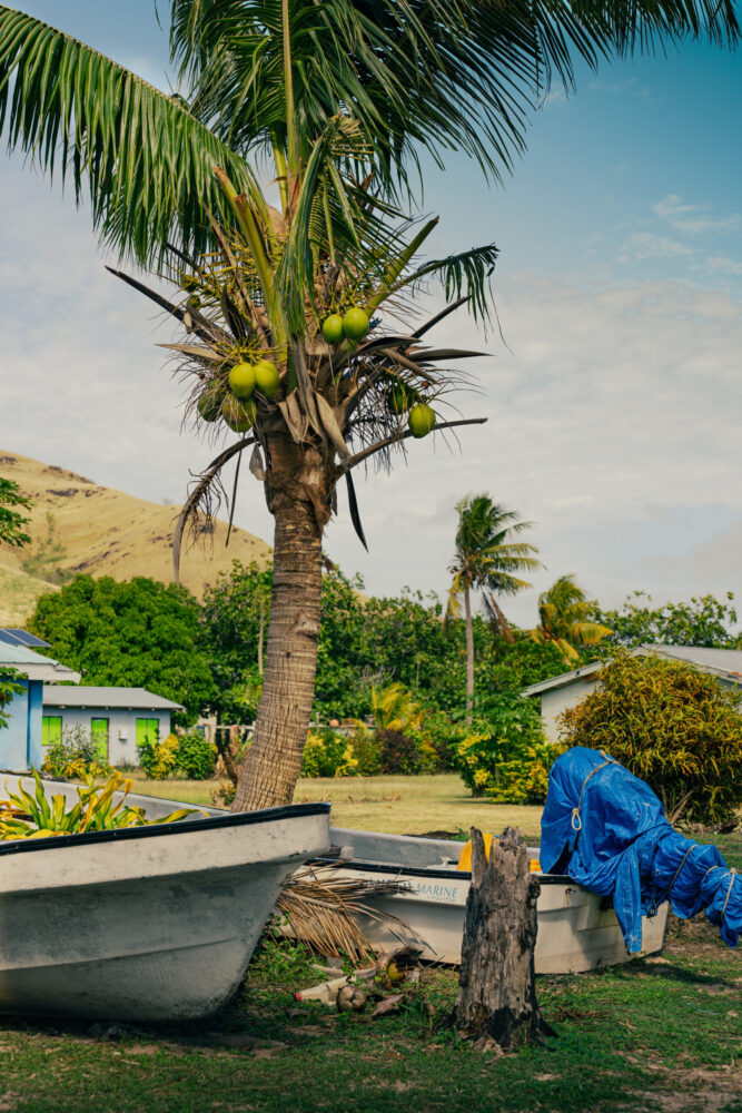 Coconut tree