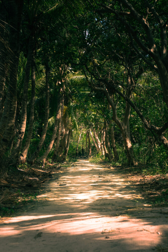 Tree tunnel